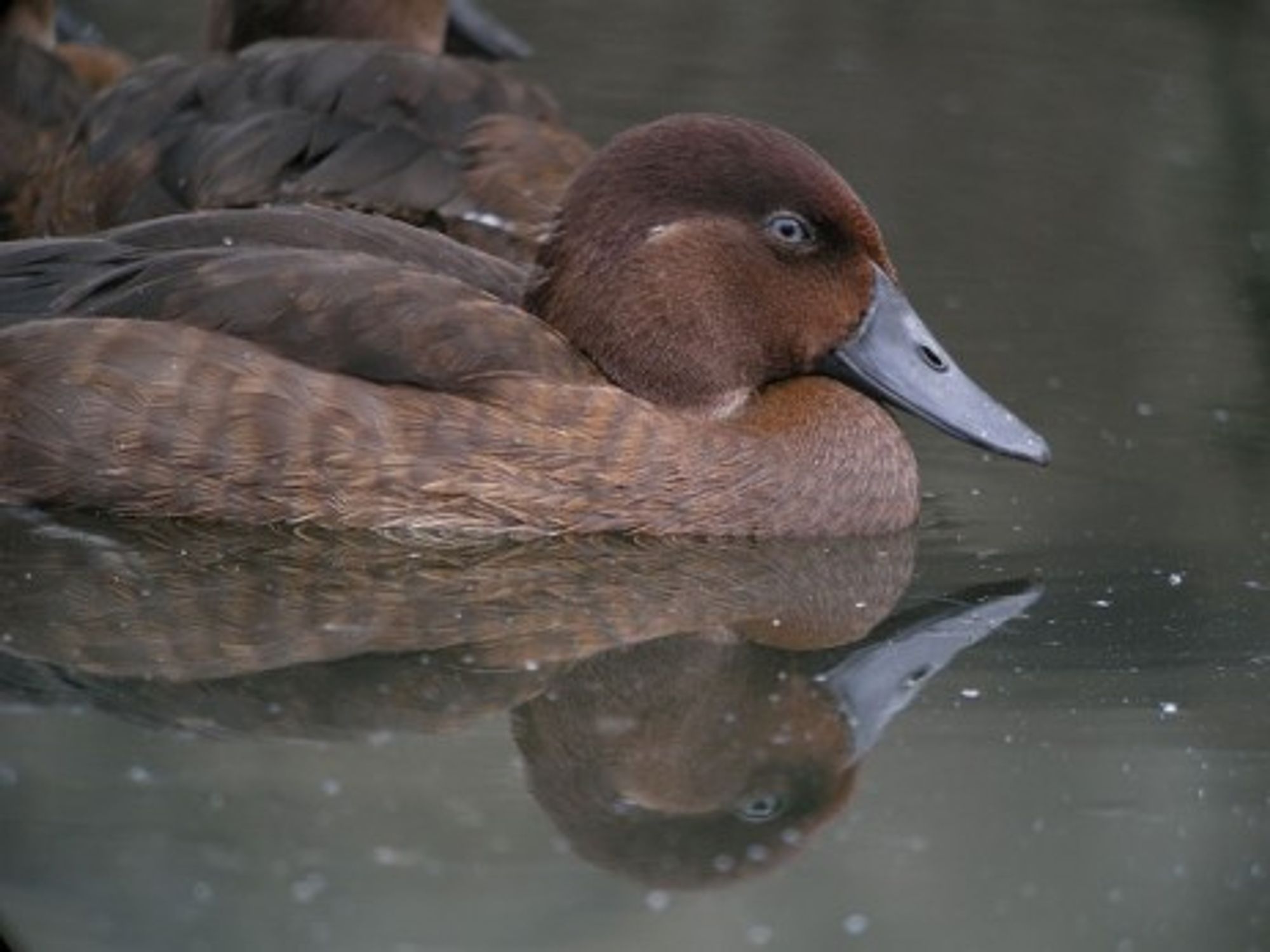 Is The World's Rarest Bird About To Go The Way Of The Dodo?