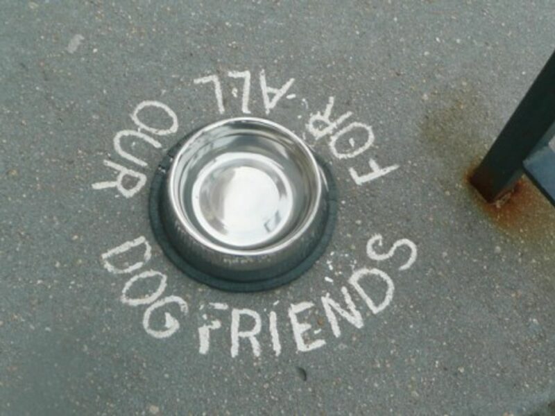 Italian Bar Fined For Taking Care Of Thirsty Dogs