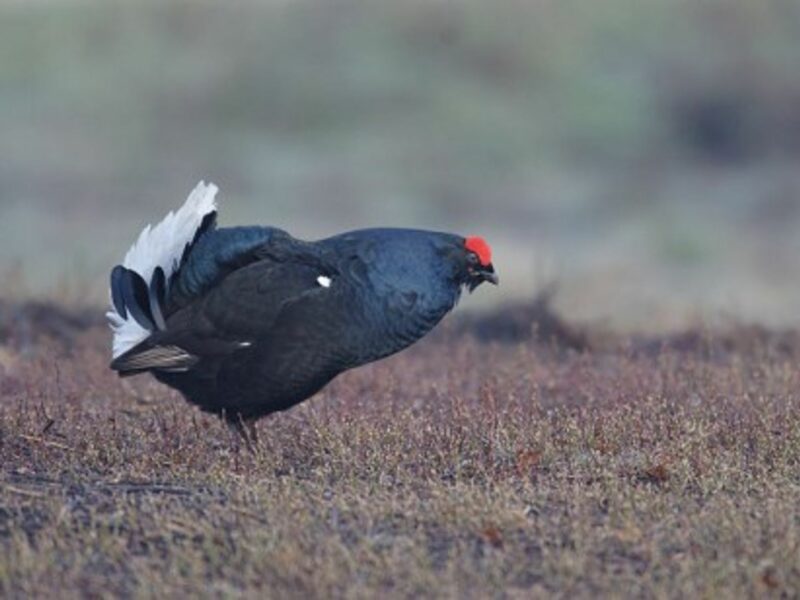 Italian Town Bans Skiing To Not Disturb Roosting Bird
