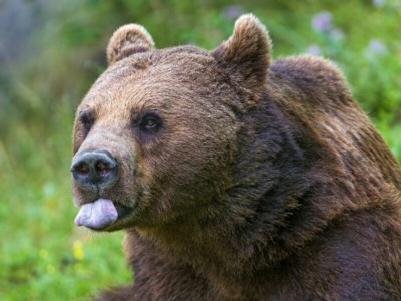 Italy Announces A Bear Hunt, And The Public Growls