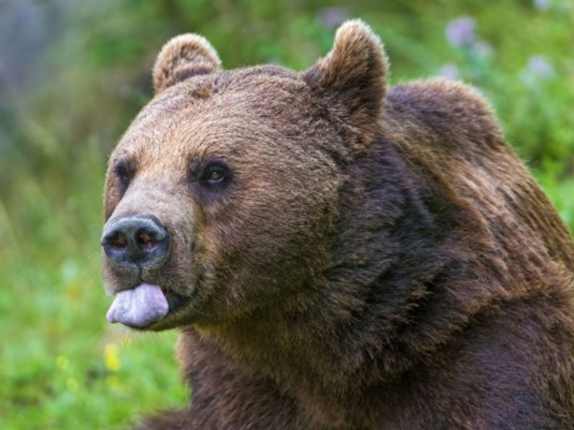 Italy Announces A Bear Hunt, And The Public Growls
