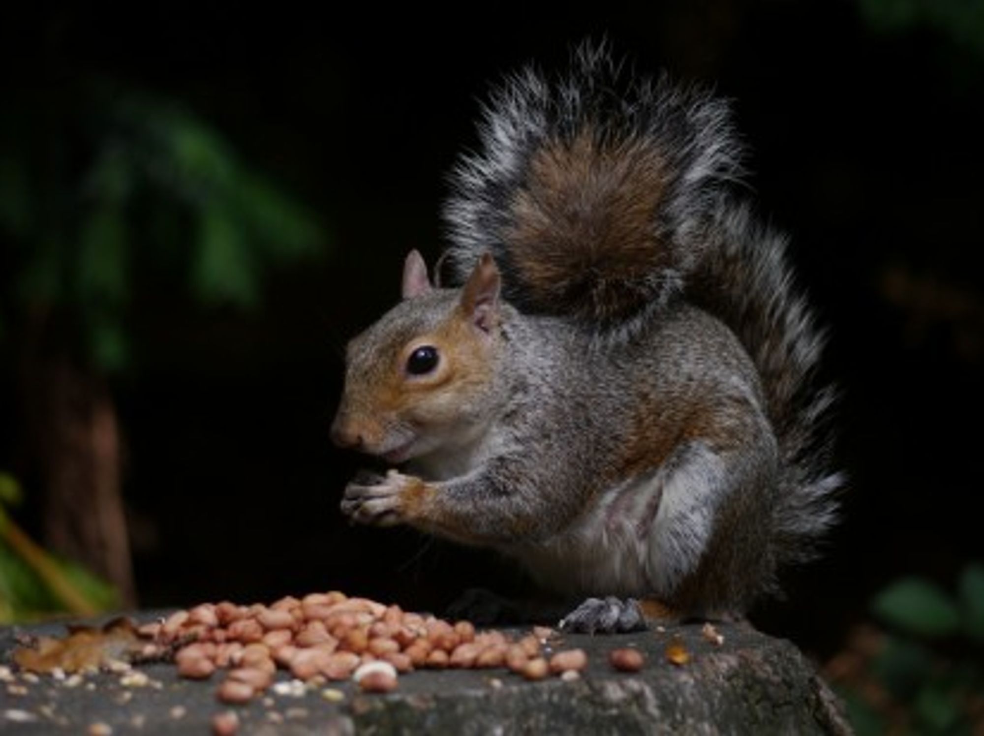 Italy's Emigration Drama: Squirrel Edition