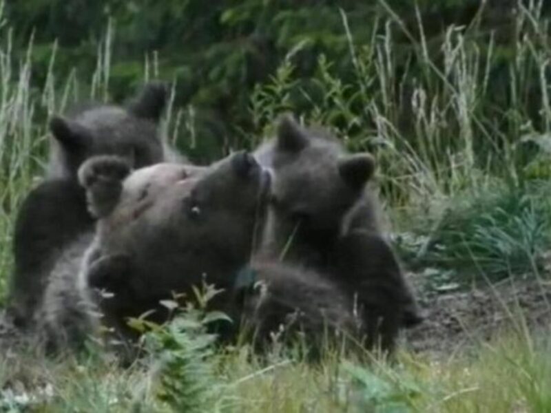 Italy's Month-Long Hunt Is Over, And Daniza The Bear Is Dead