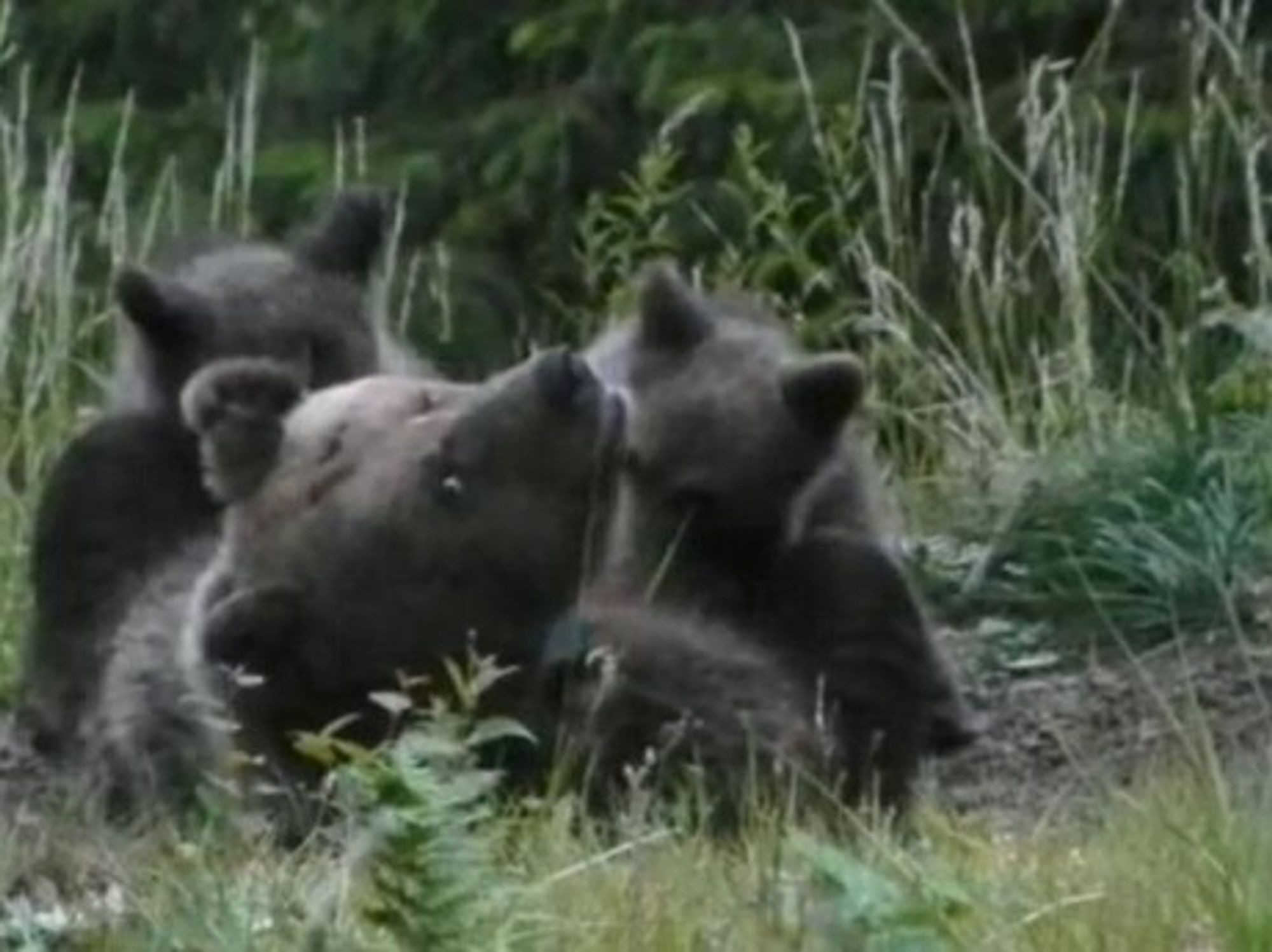 Italy's Month-Long Hunt Is Over, And Daniza The Bear Is Dead