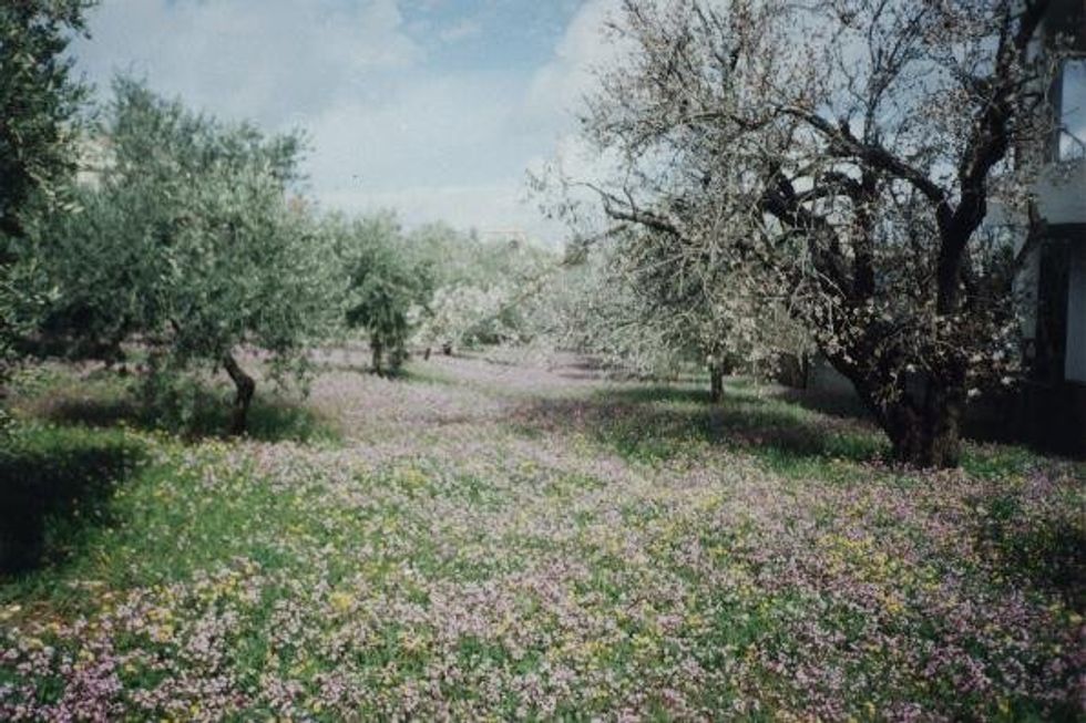 It’s a farewell that I remember with the shadow of our house and the chinaberry tree, and longing for the remains of the pine trees destroyed in Chaqra