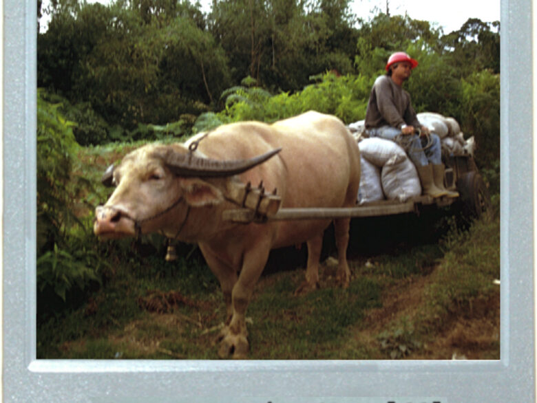 It's A Water Buffalo's Life