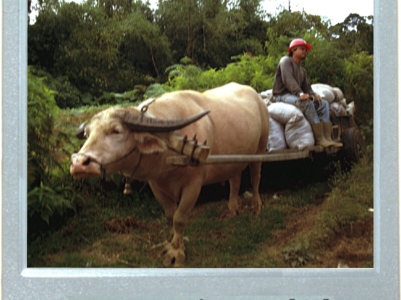 It's A Water Buffalo's Life