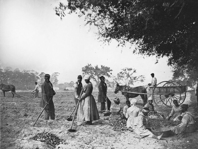 James Hopkinson's Plantation. Planting sweet potatoes. African American men and women hoe and plow the earth while others cut piles of sweet potatoes for planting.