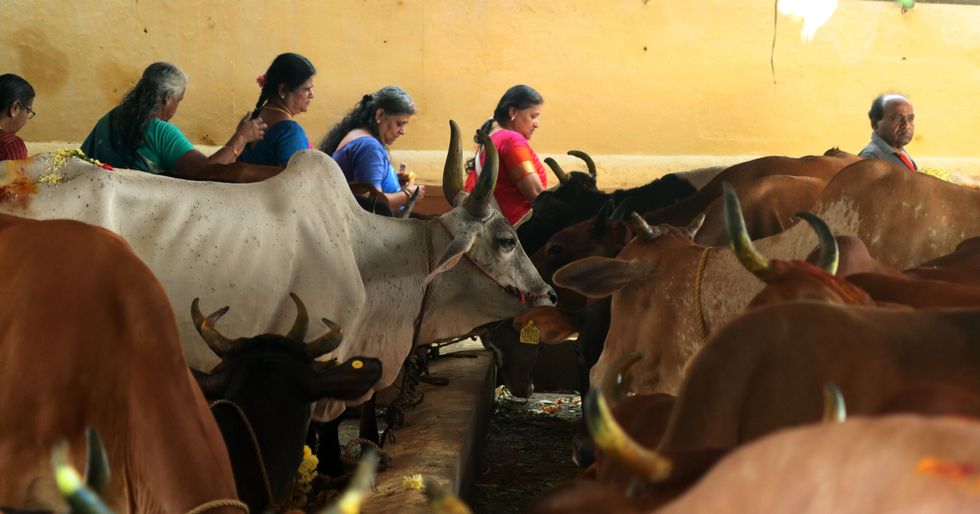January 16, 2023, Vellore Dist, Tamil Nadu, India: Mattu Pongal The third day of the four-day Pongal festivities
