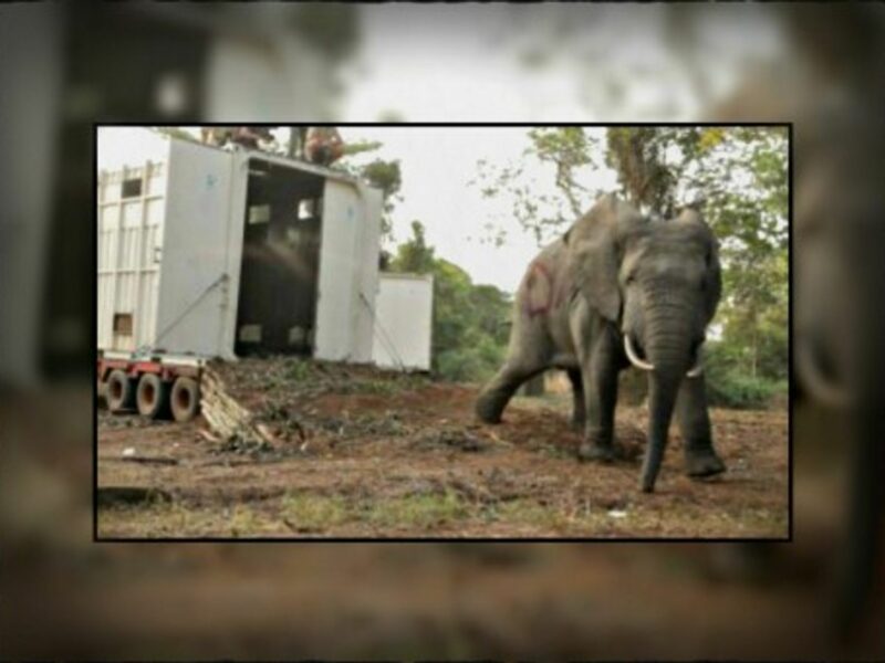 July 2013 transfer of elephants from the Marahoue National Park to the Azagny National Park