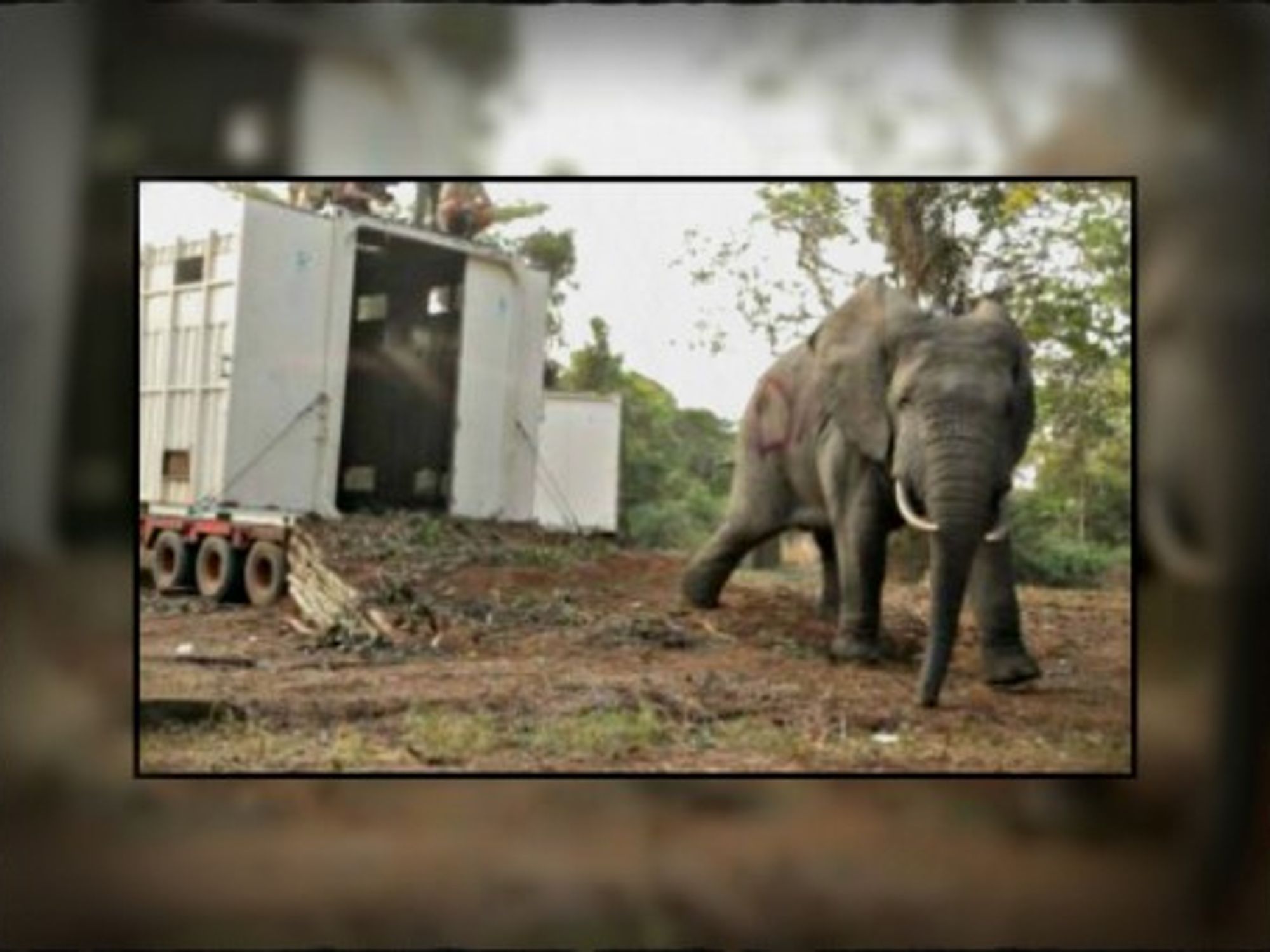 July 2013 transfer of elephants from the Marahoue National Park to the Azagny National Park
