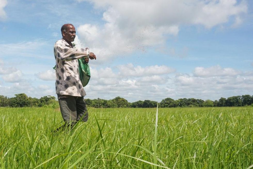 Kantaiya Kanagalingam sprays his paddy crop with chemical fertilizer in mid-May. The government imposed a short-lived ban on chemical fertilizer last year.