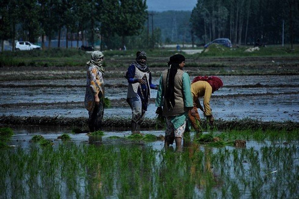 Kashmir female labourers ankle-deep in muddy rice paddy.