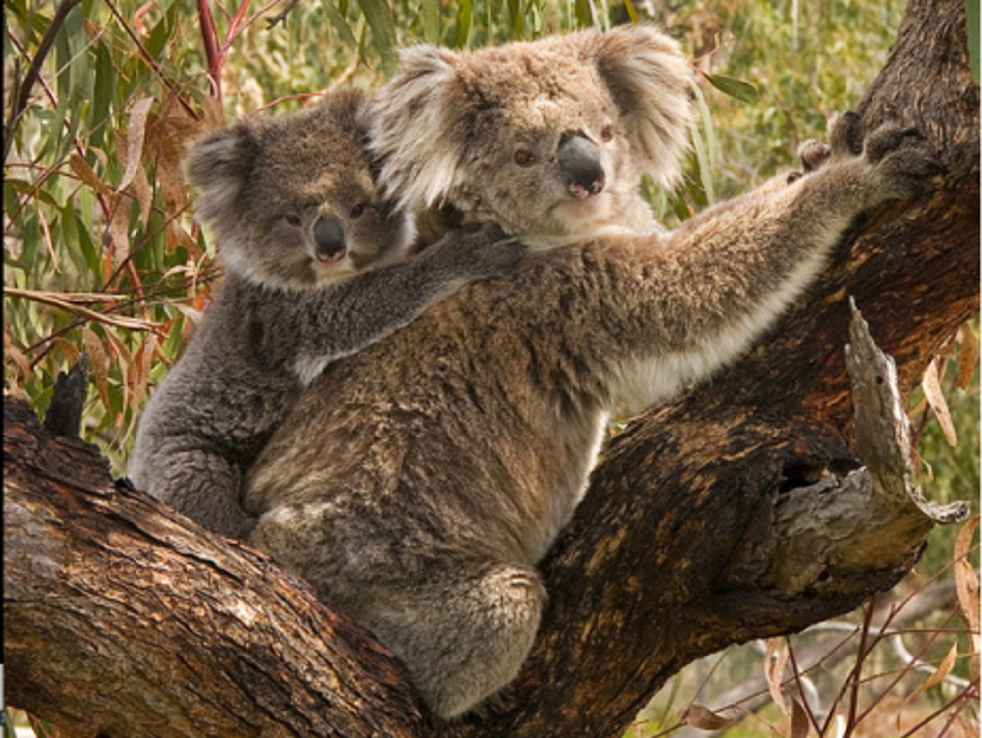 Keep Cool: Summer Tips For Koalas And Other Animals