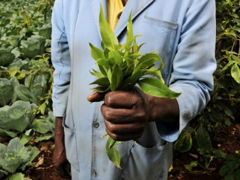 Khat leaves (CIAT International Center for Tropical Agriculture)