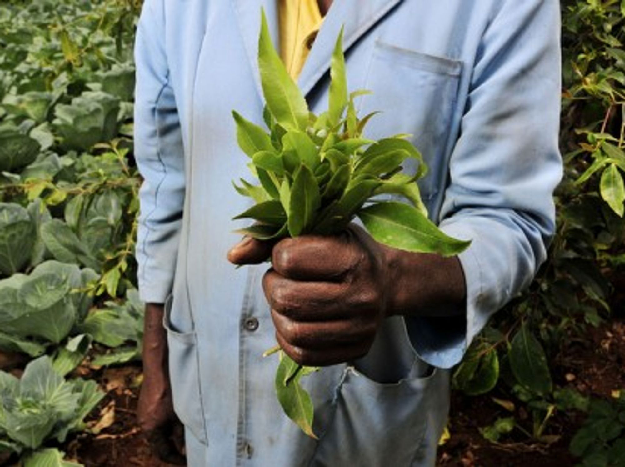 Khat leaves (CIAT International Center for Tropical Agriculture)