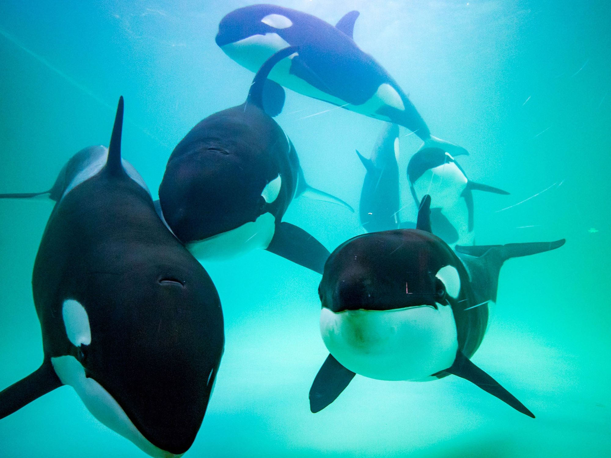 Killer whales at a breeding base of Chimelong Ocean Kingdom in Zhuhai, south China's Guangdong Province.