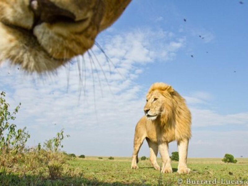 King Of The Animals, Queen Of The Photobombs
