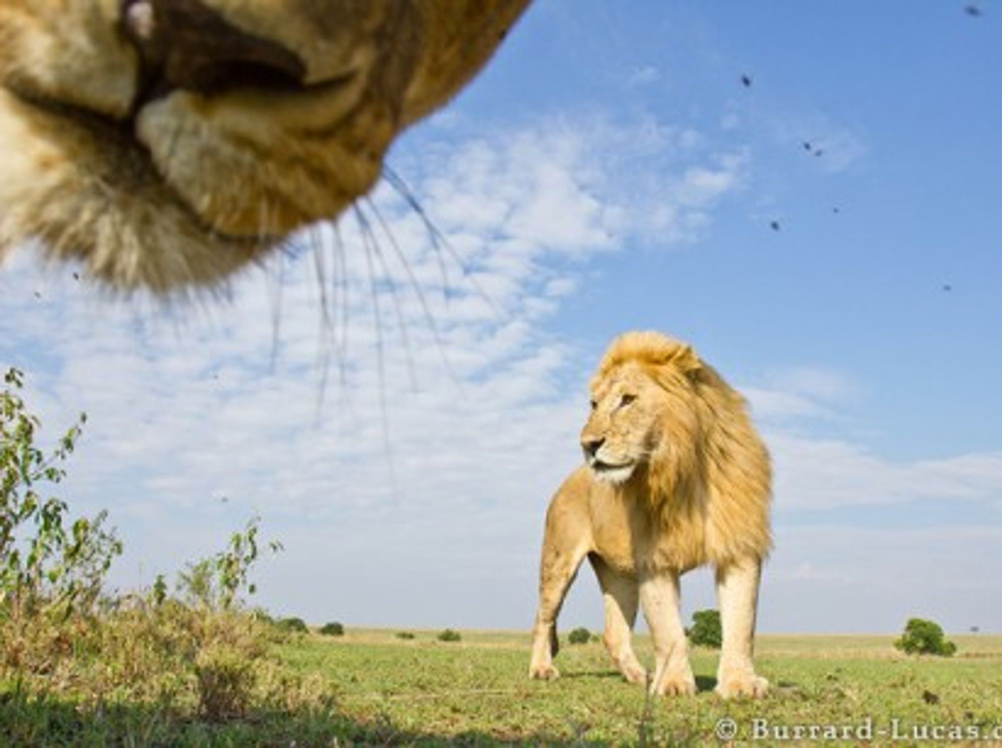 King Of The Animals, Queen Of The Photobombs