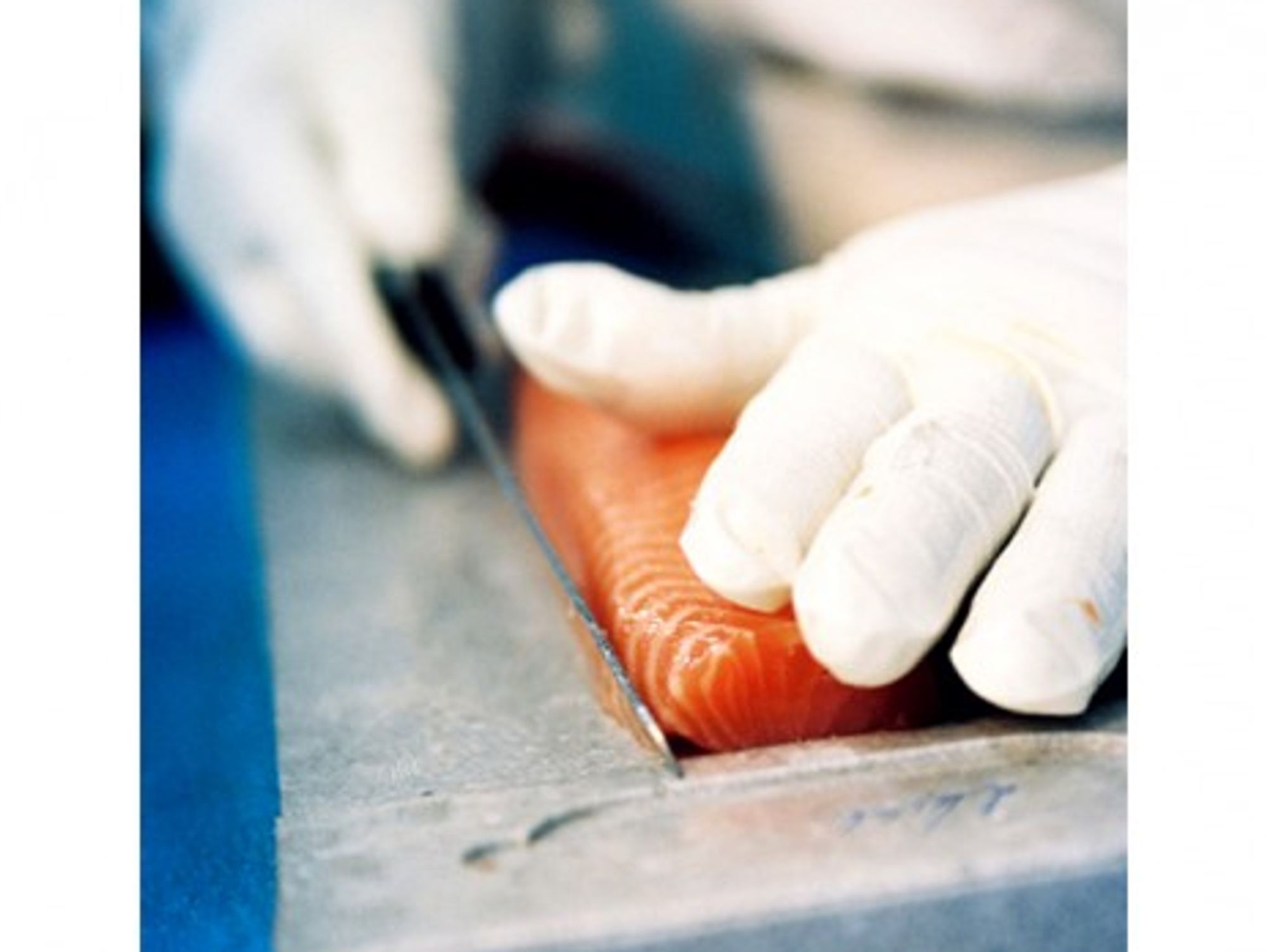 Knife expert slice the salmon at Balik farm (maiak.info)