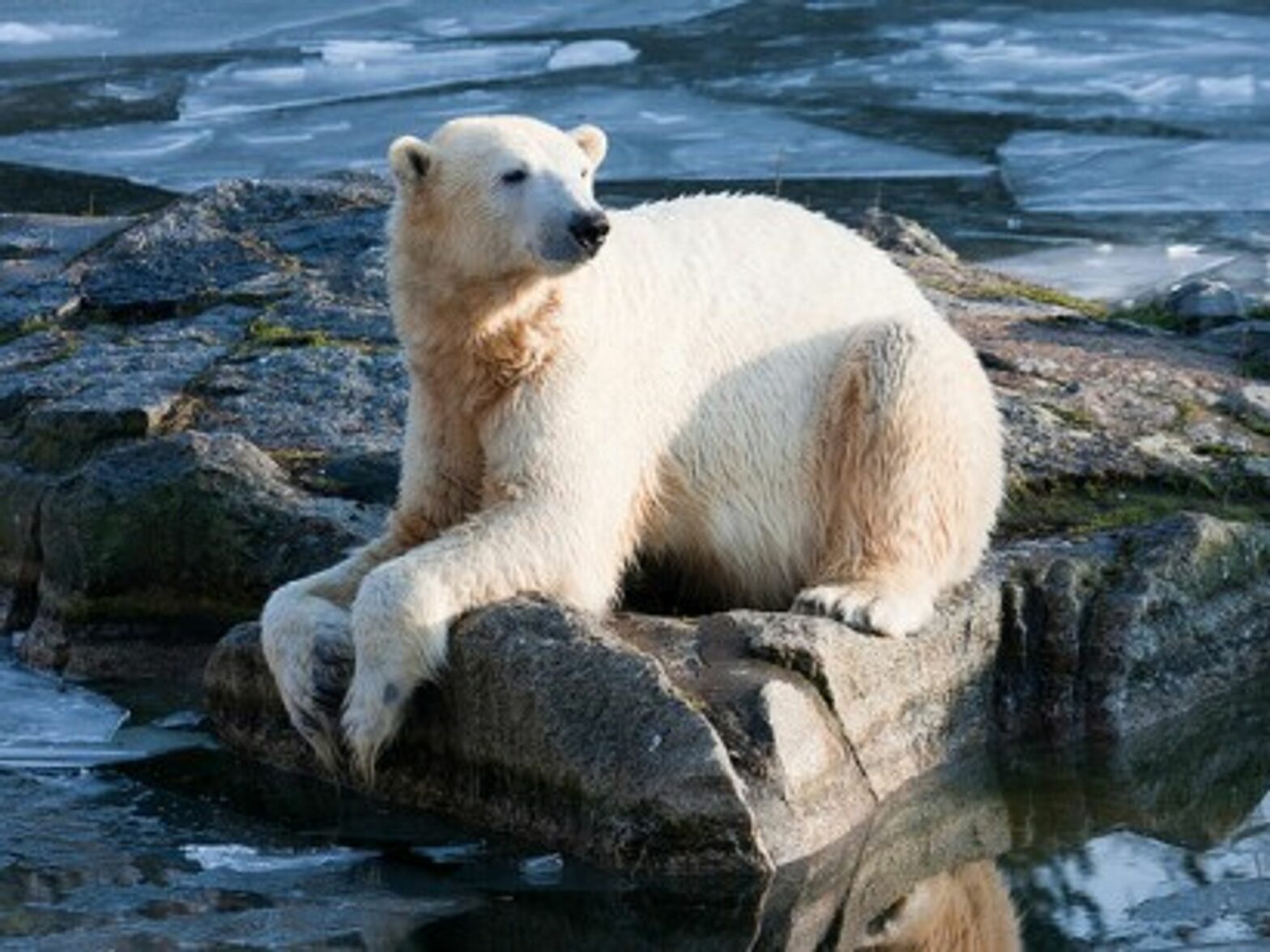Knut the polar bear in February 2011