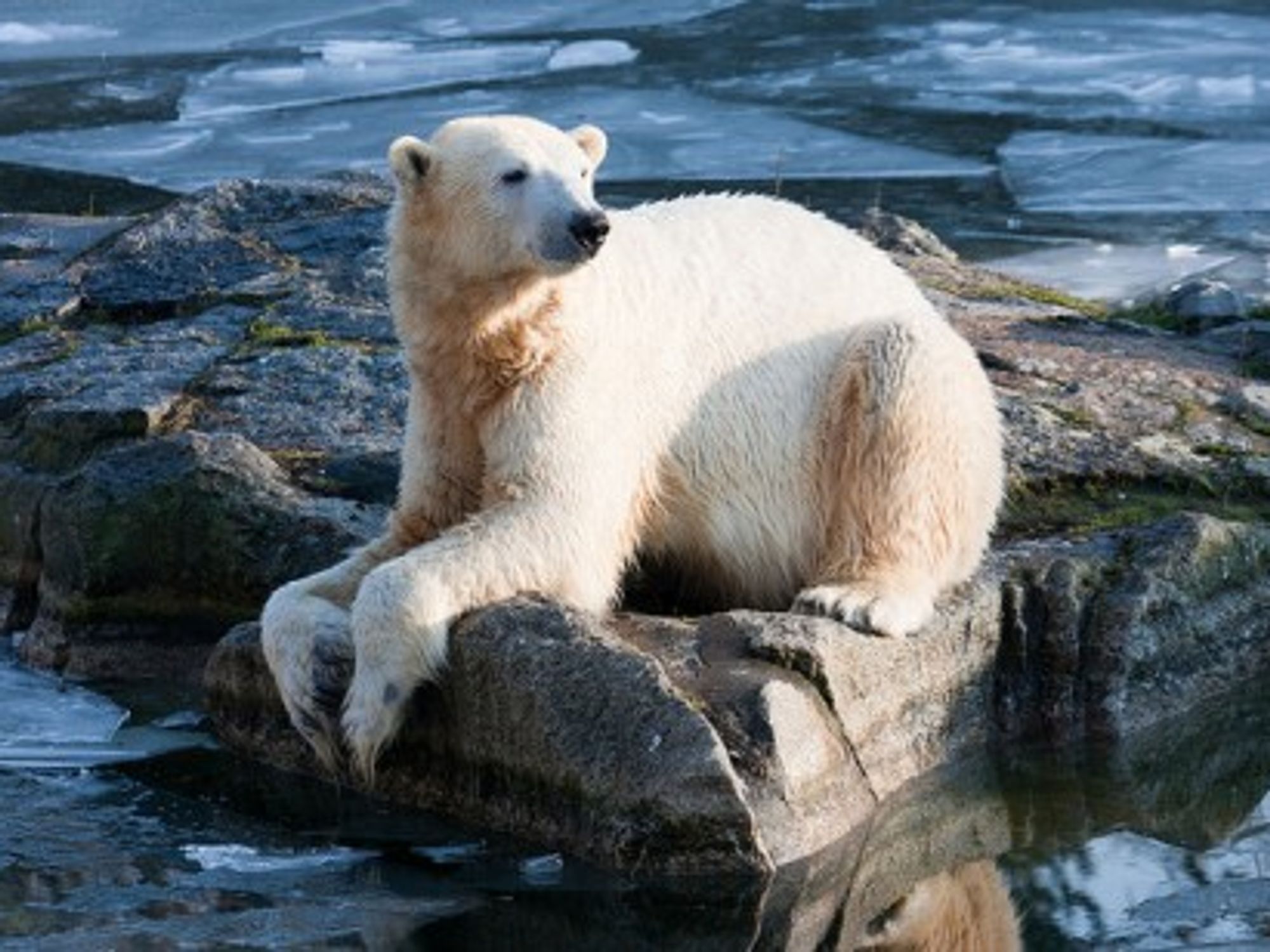 Knut the polar bear in February 2011