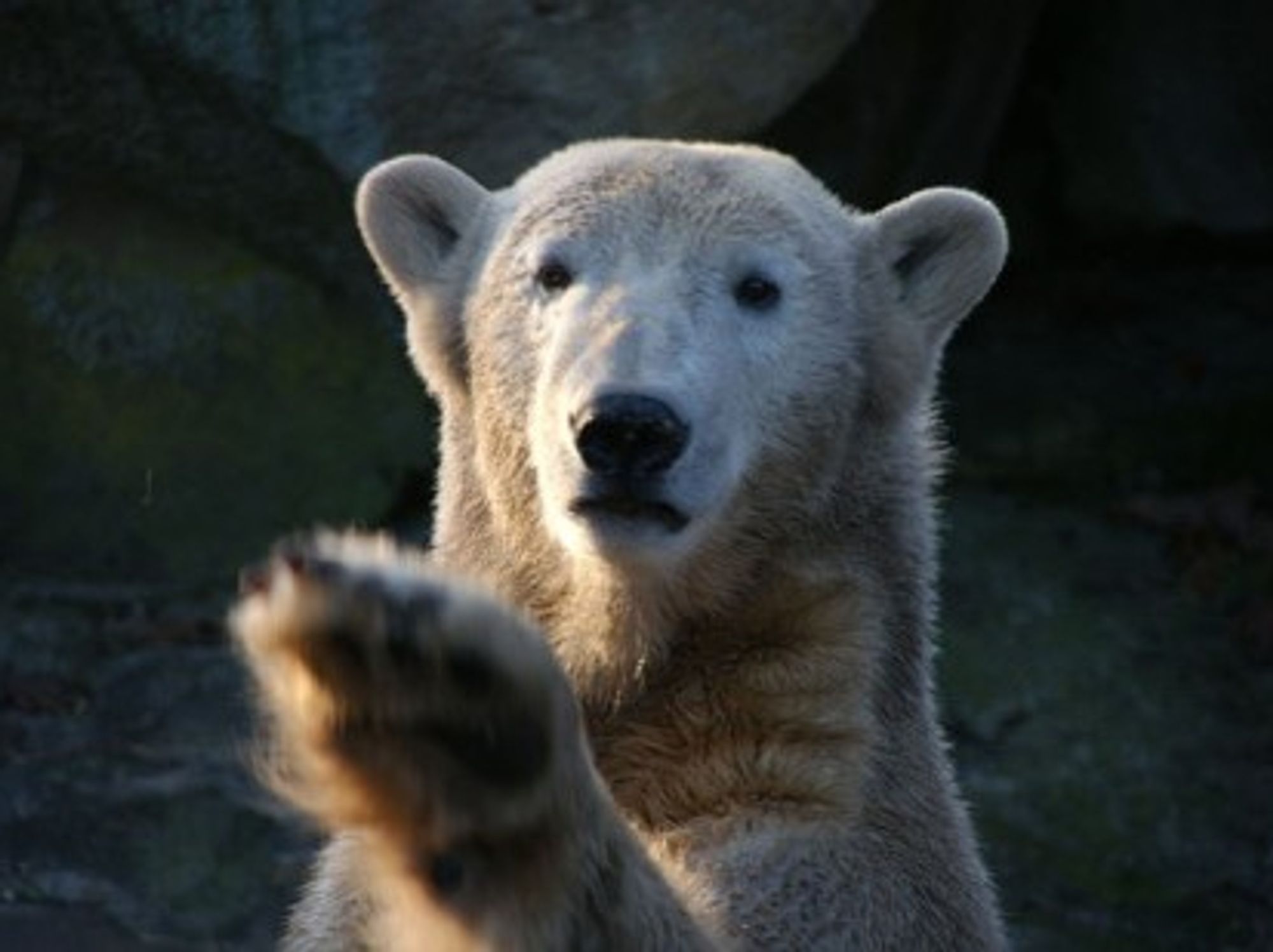 Knut the Polar Bear