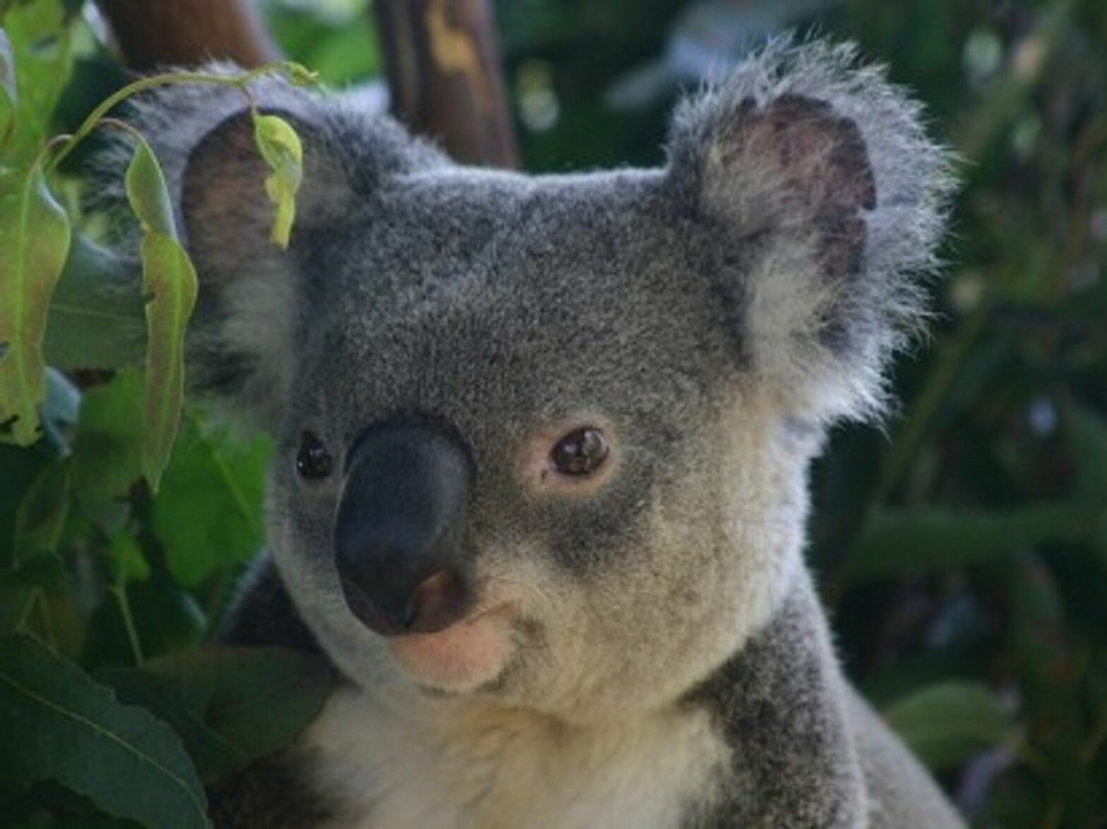 Koala bears could eventually enjoy