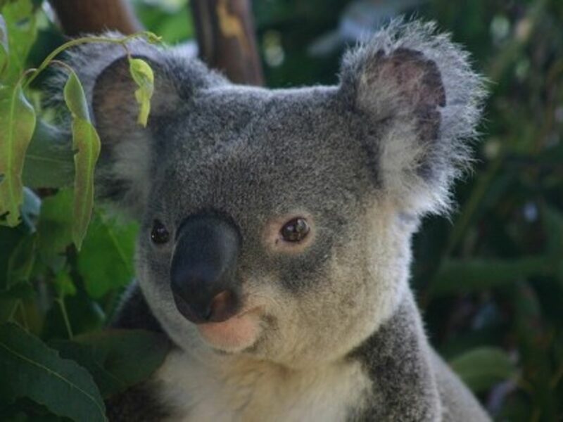 Koala bears could eventually enjoy