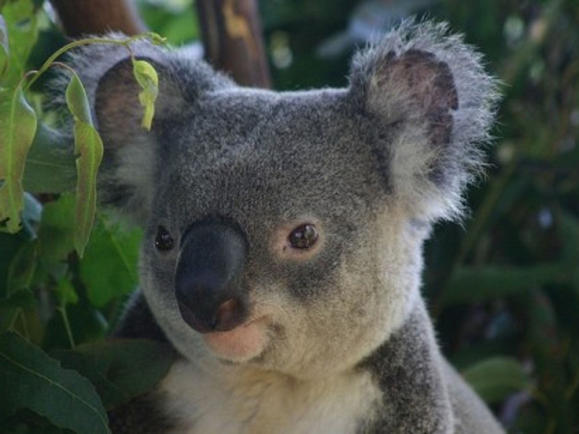 Koala bears could eventually enjoy