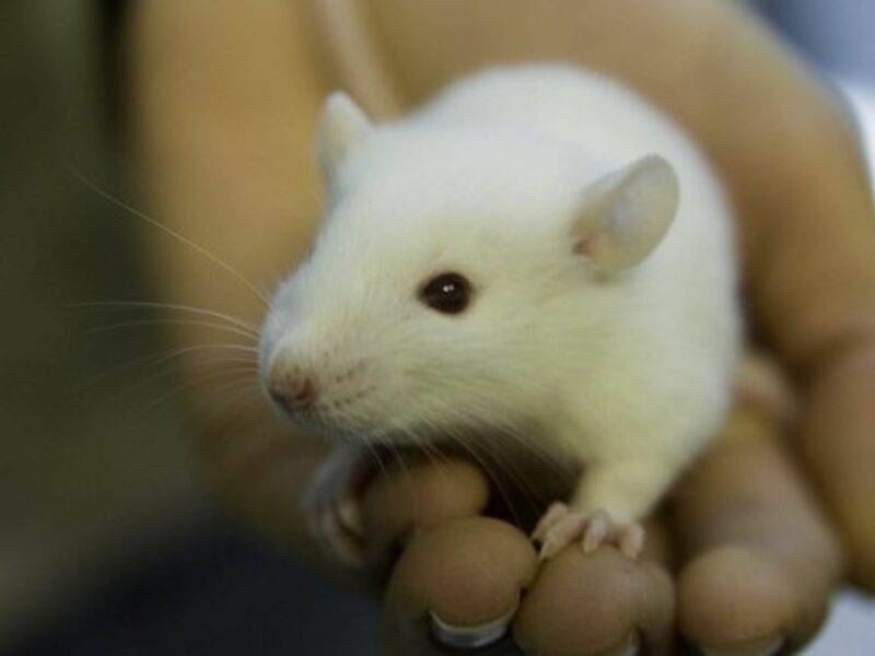Lab rats are not always this cute