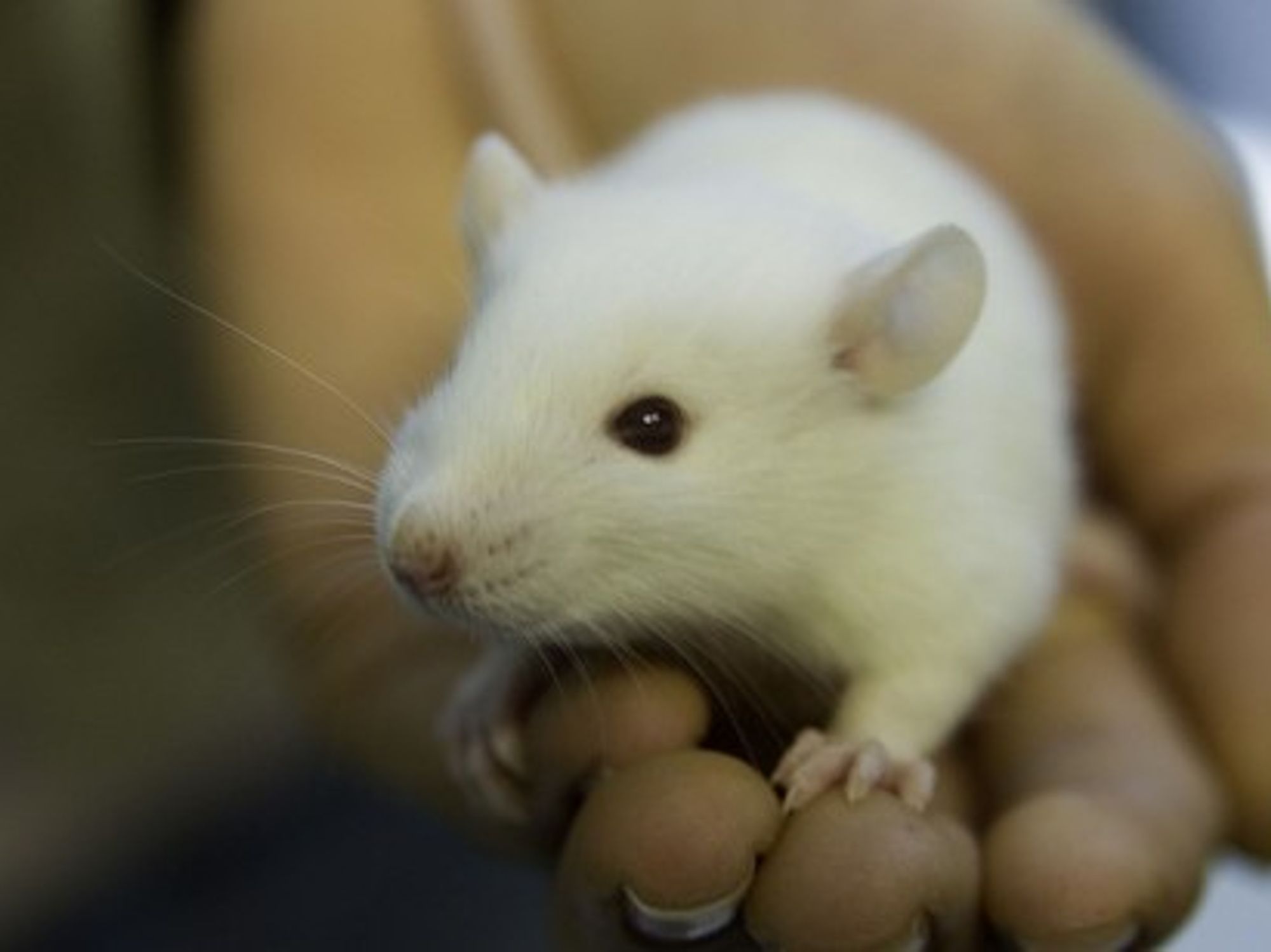 Lab rats are not always this cute