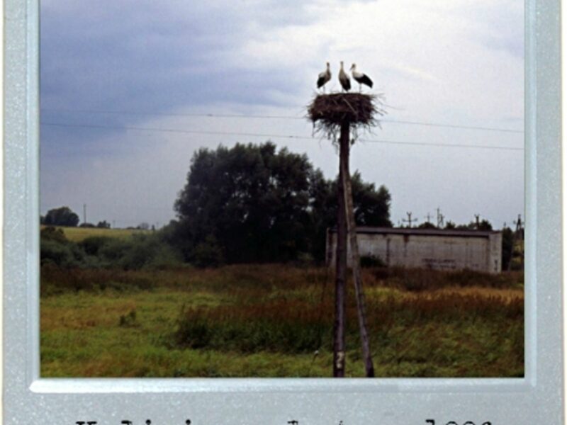 Landlocked Storks