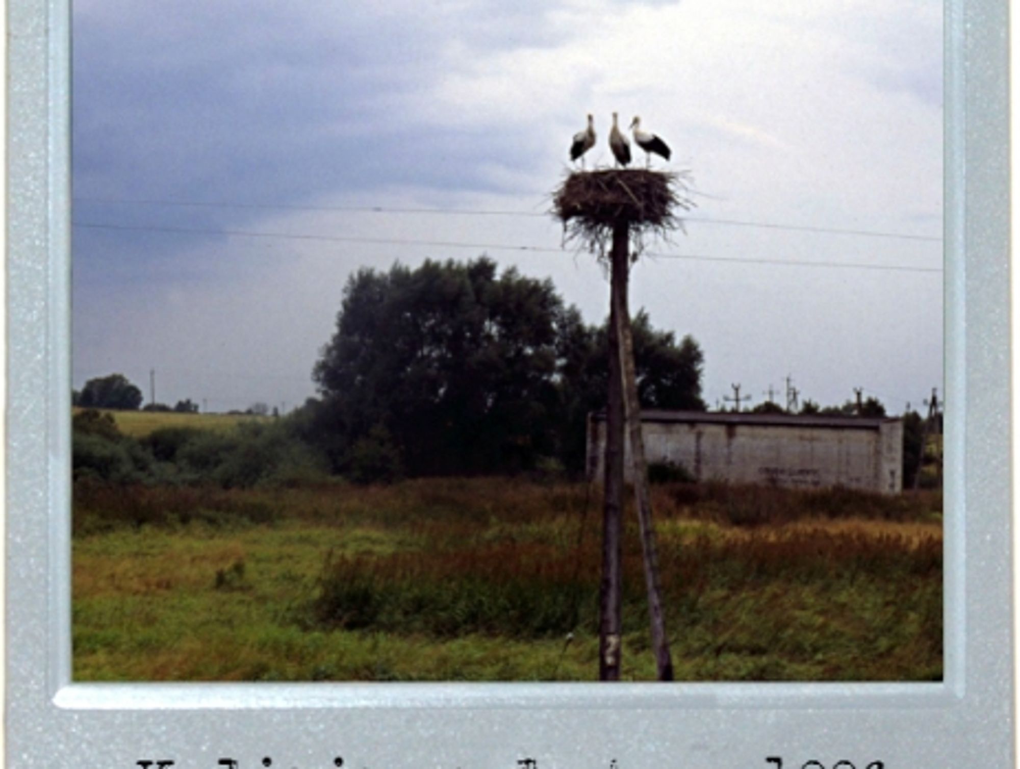 Landlocked Storks