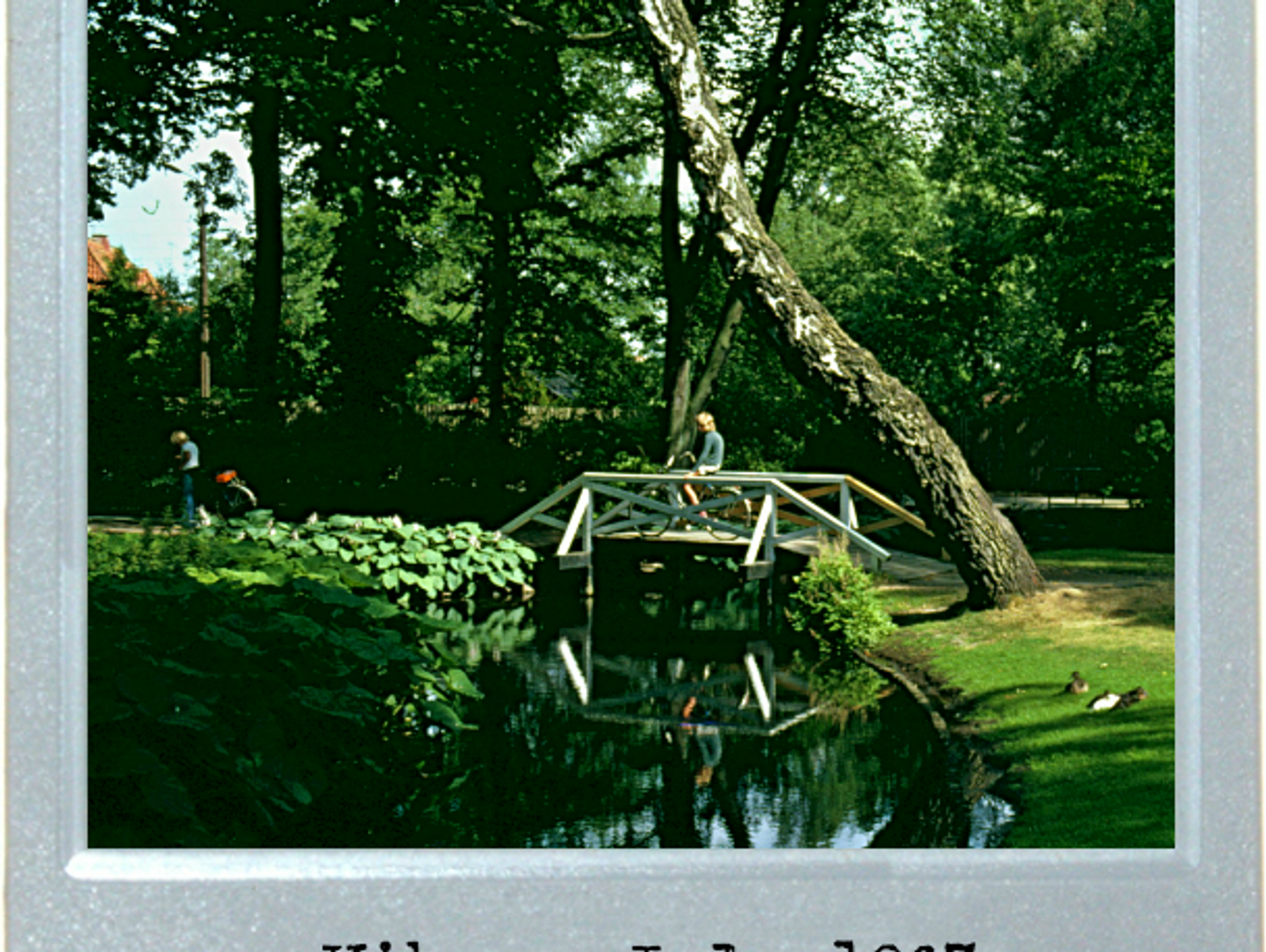 Leaning Tree Of Denmark