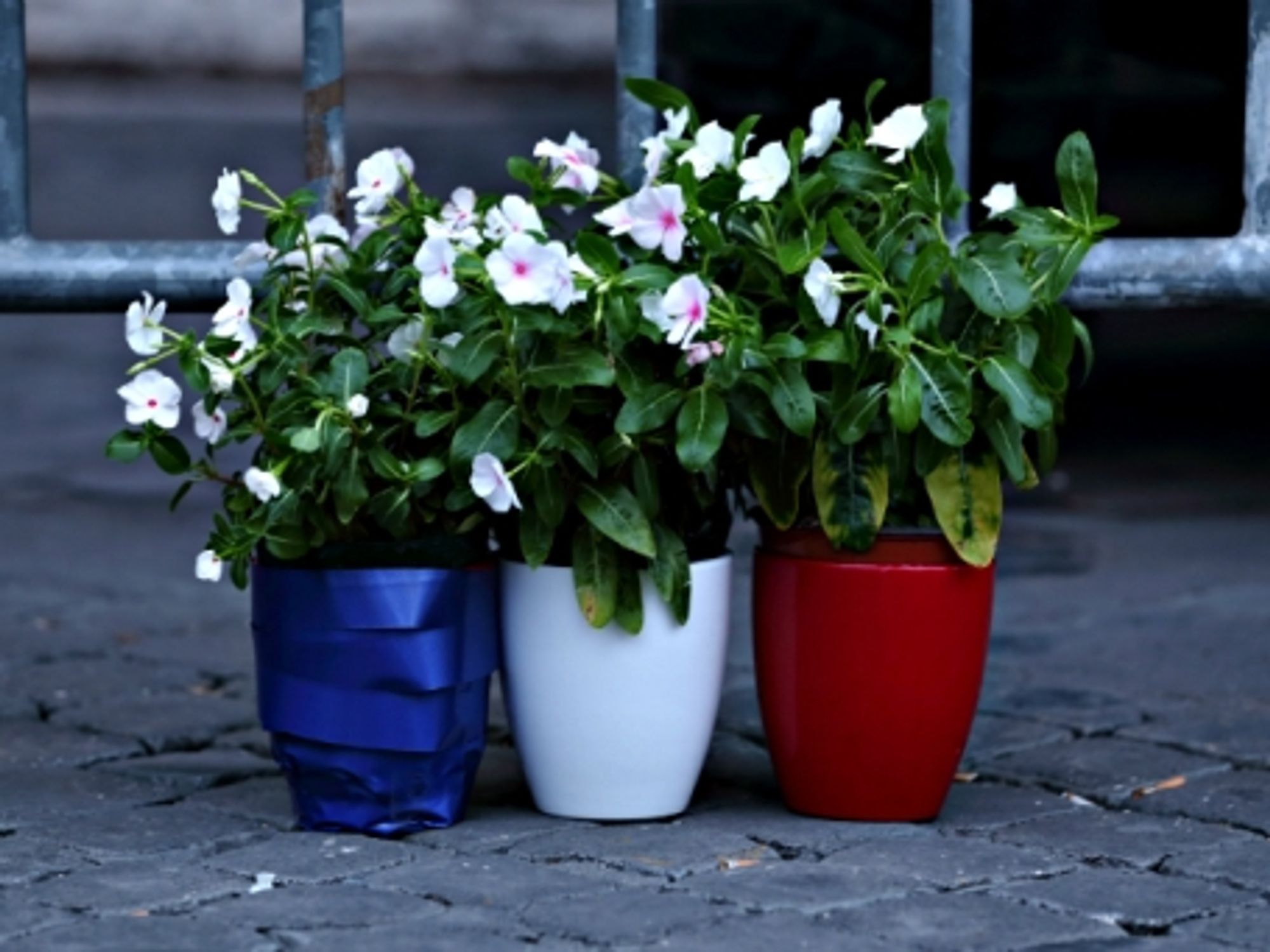 Liberte, Egalite, Pot de Fleurs