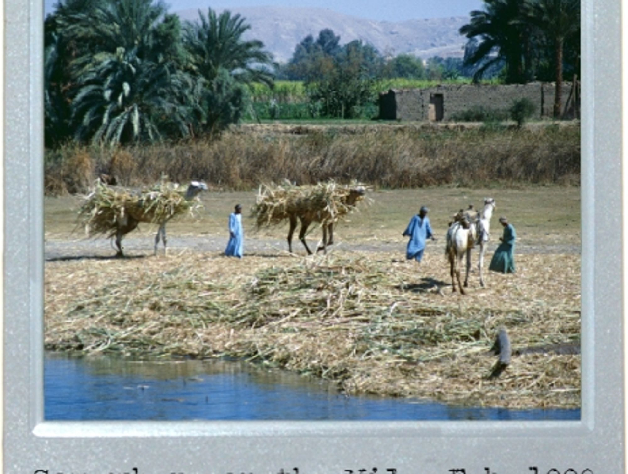 Life On The Nile