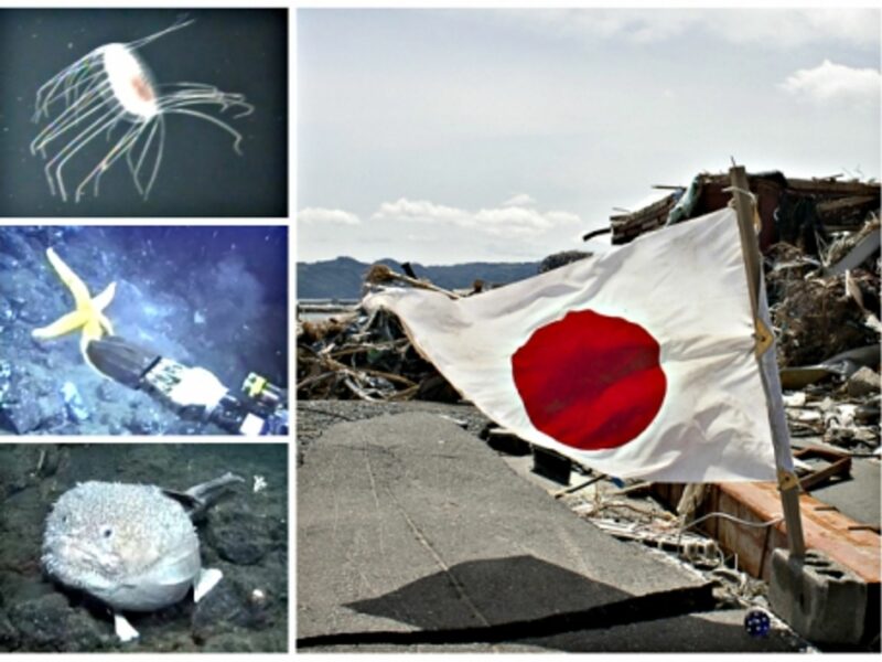 Life out of the debris