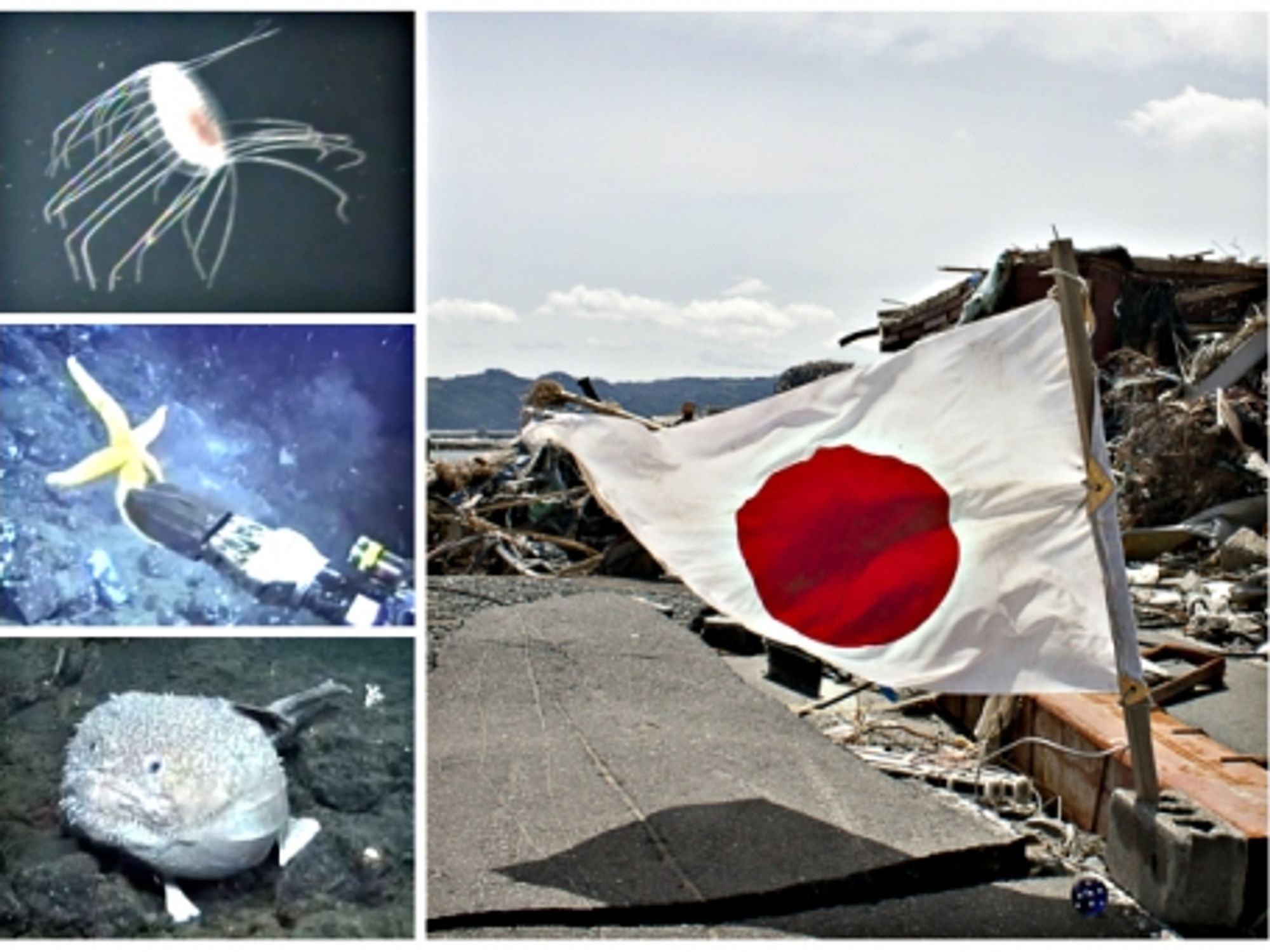 Life out of the debris