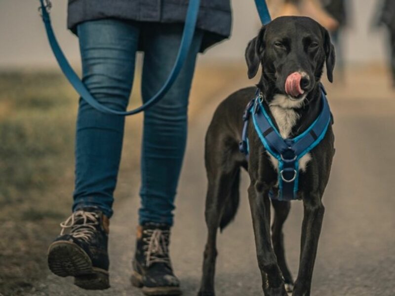 Like a dog on a leash