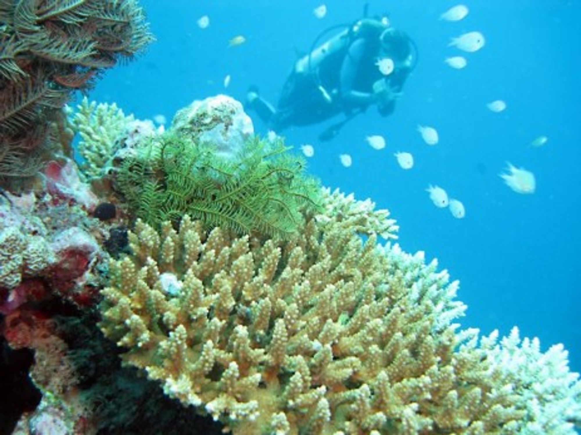 Live coral in the Maldives