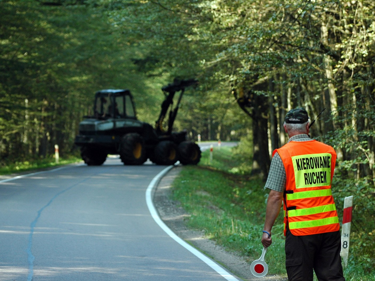 Logging in the Białowieża Forest