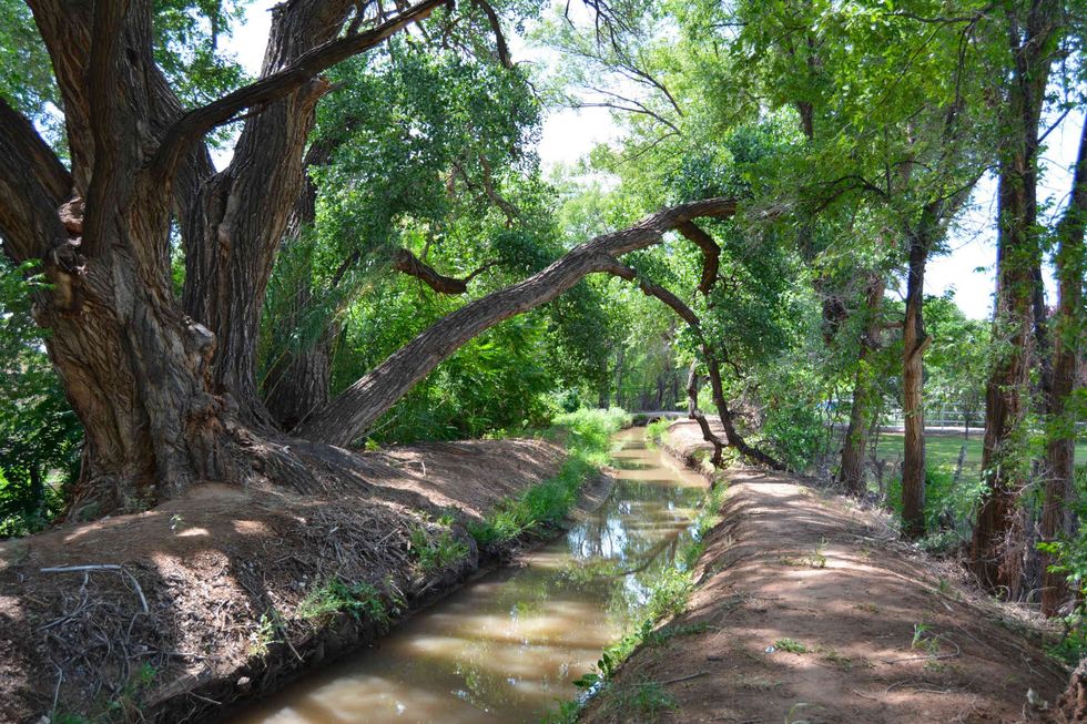 Lush greenery surrounds an acequia in the South Valley. Research has shown that acequias can help recharge aquifers, and they also provide many benefits for riparian habitats. “The acequias are the lifeblood of this area,” said Santiago Maestas.
