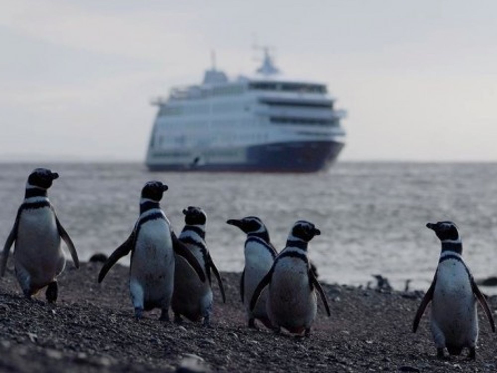 Magellan Penguins