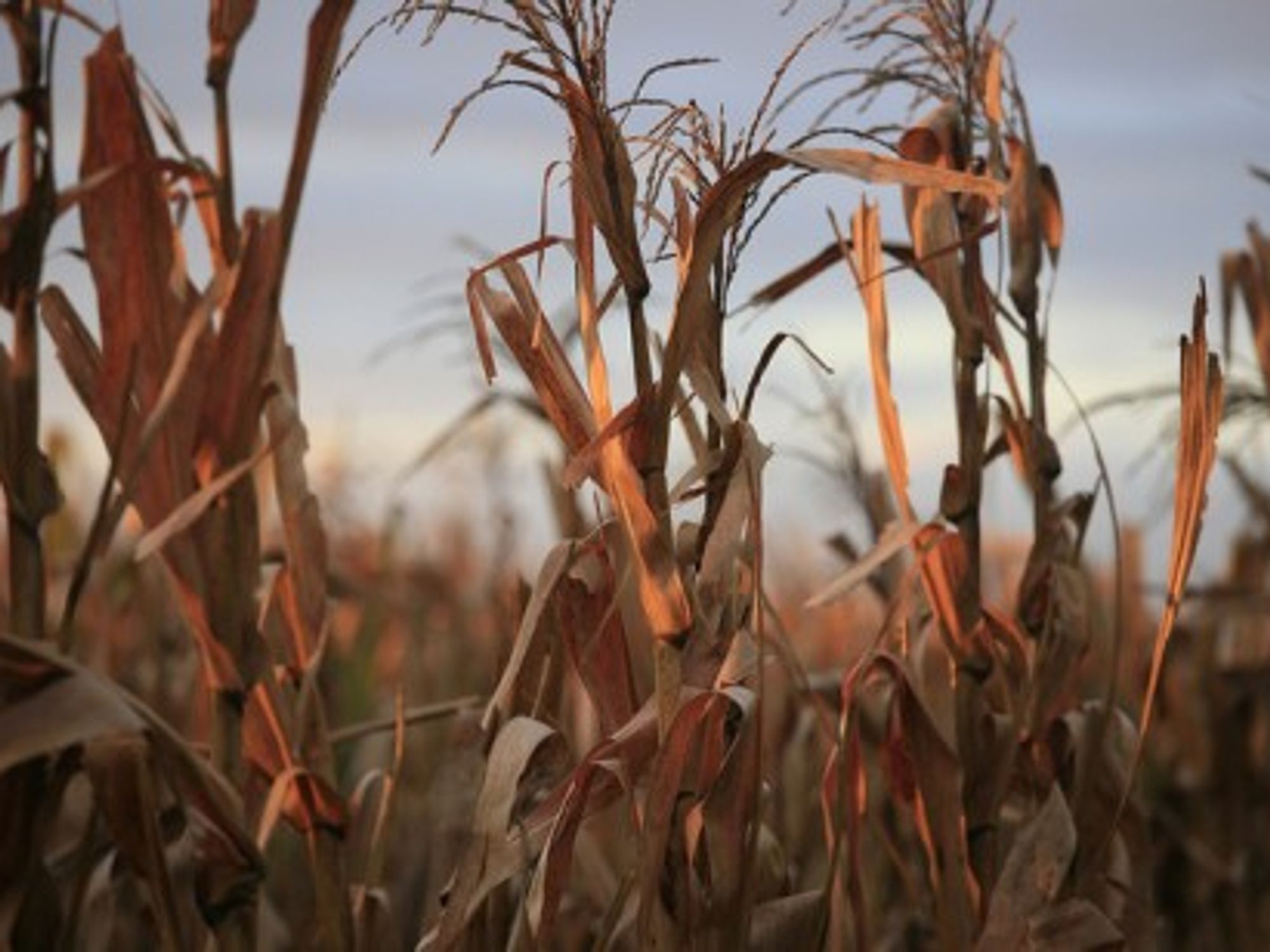 Maize grown for biofuel