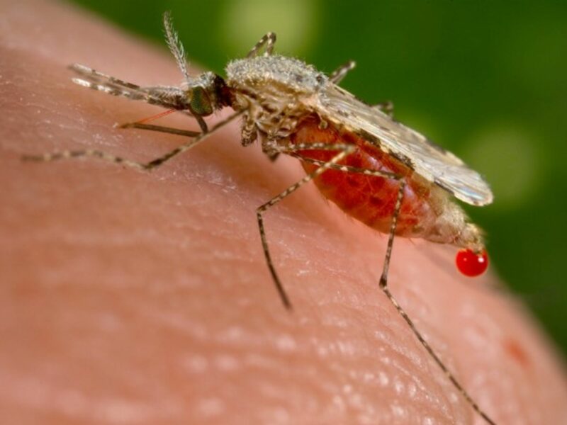 Malaria is Venezuela's latest struggle