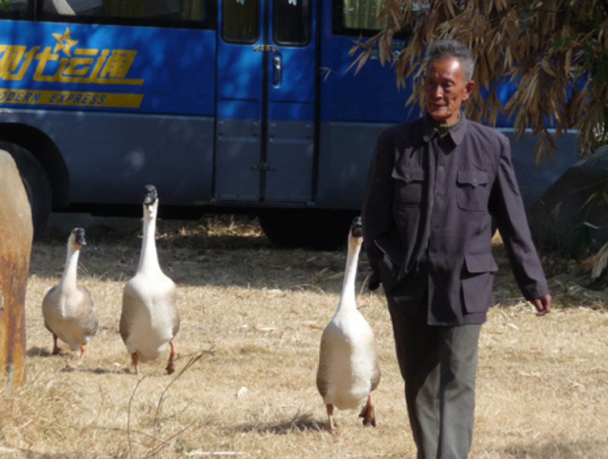 Man and geese (Denn)