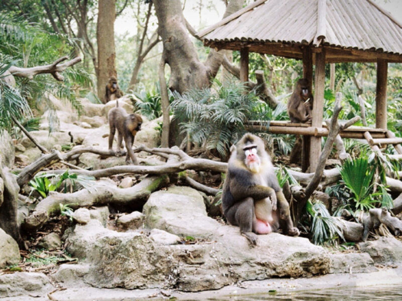 Mandrills staying at a safe distance