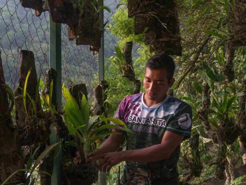 They Migrated From Chiapas When Opportunities Dried Up, Orchids Brought Them Home