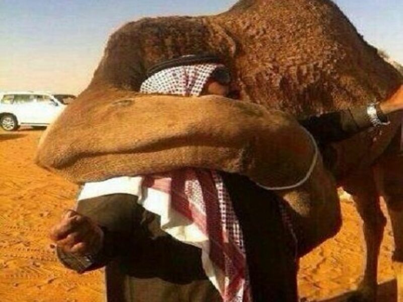 Maybe You Thought A Camel Couldn't Break Your Heart